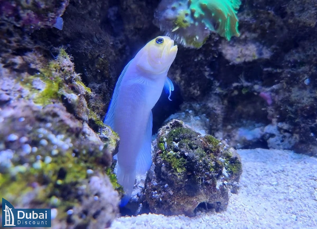 باغ وحش زیر آب دبی-10