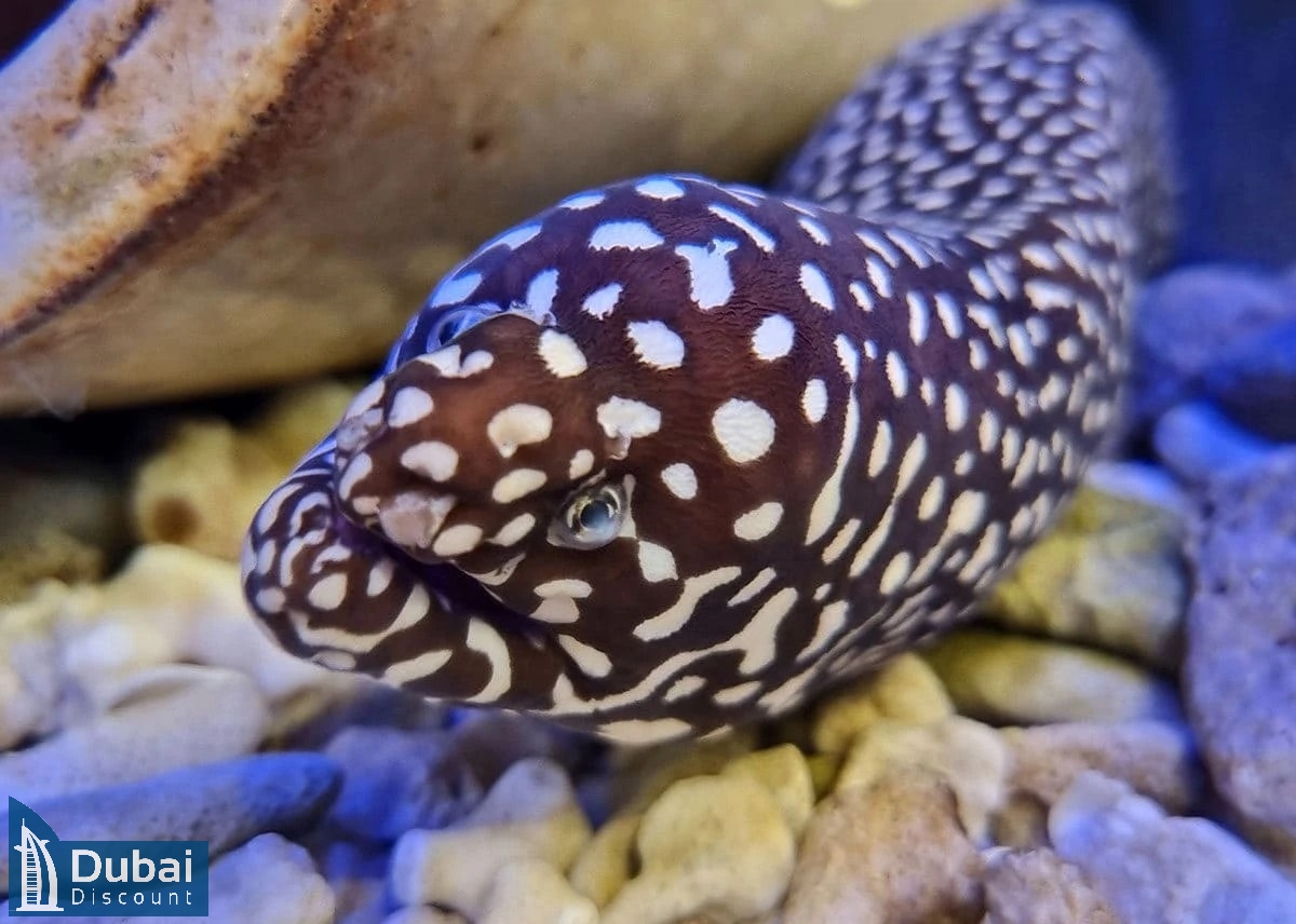 باغ وحش زیر آب دبی-8