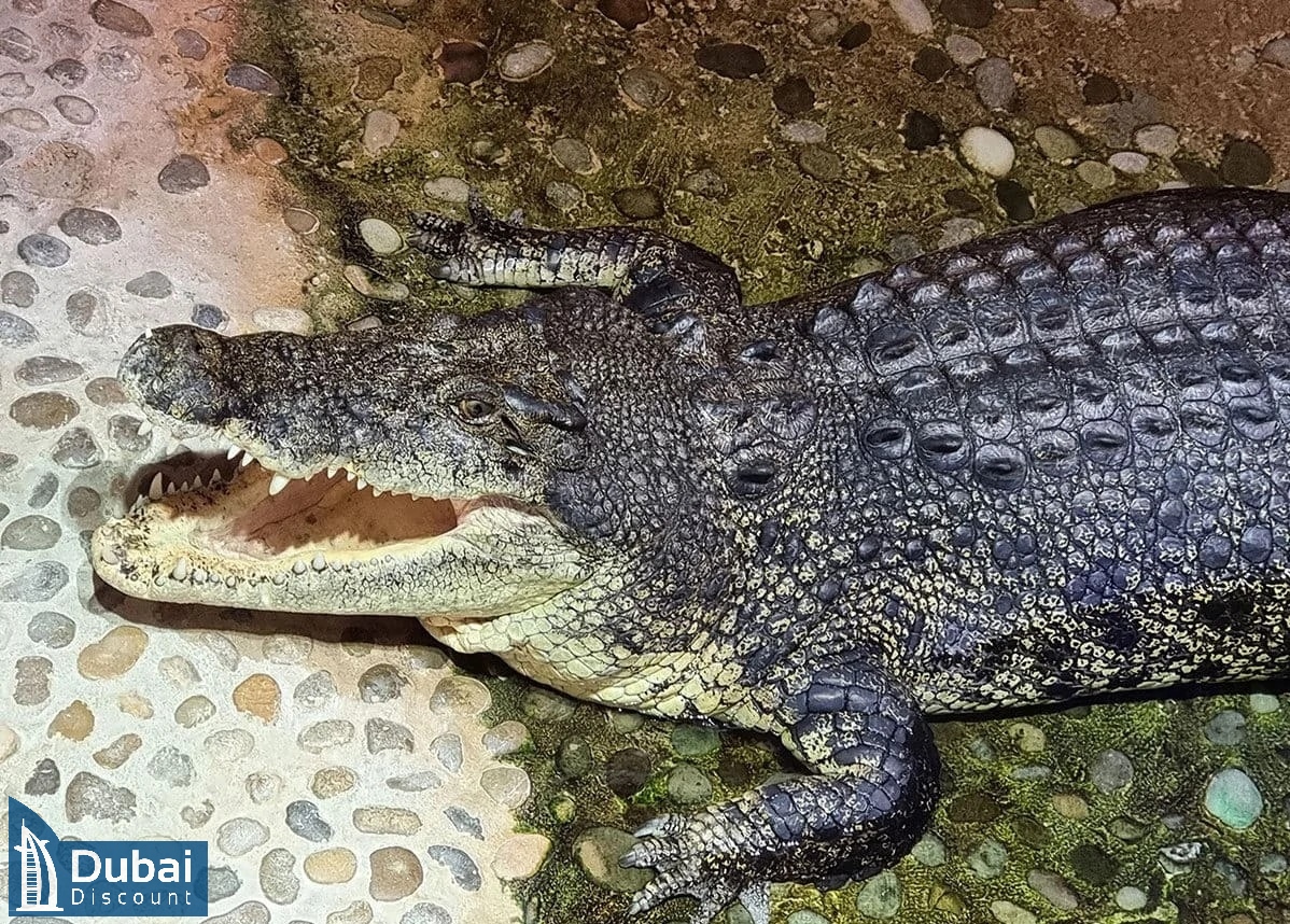 باغ وحش زیر آب دبی-5