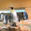 بازدید پنگوئن ها در آکواریوم دبی مال