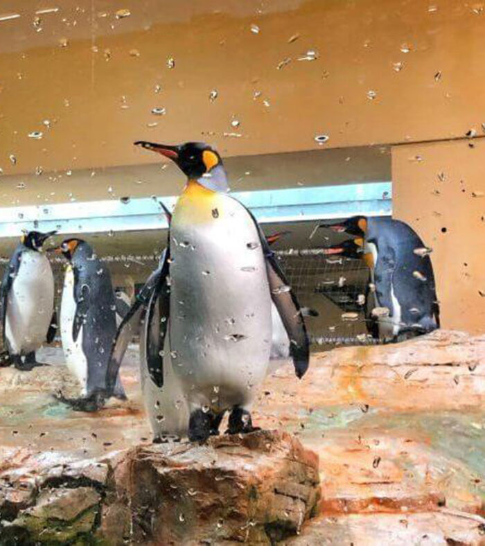 بازدید پنگوئن ها در آکواریوم دبی مال