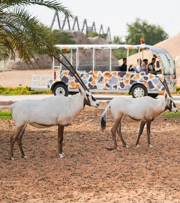 عکس سافاری پارک دبی