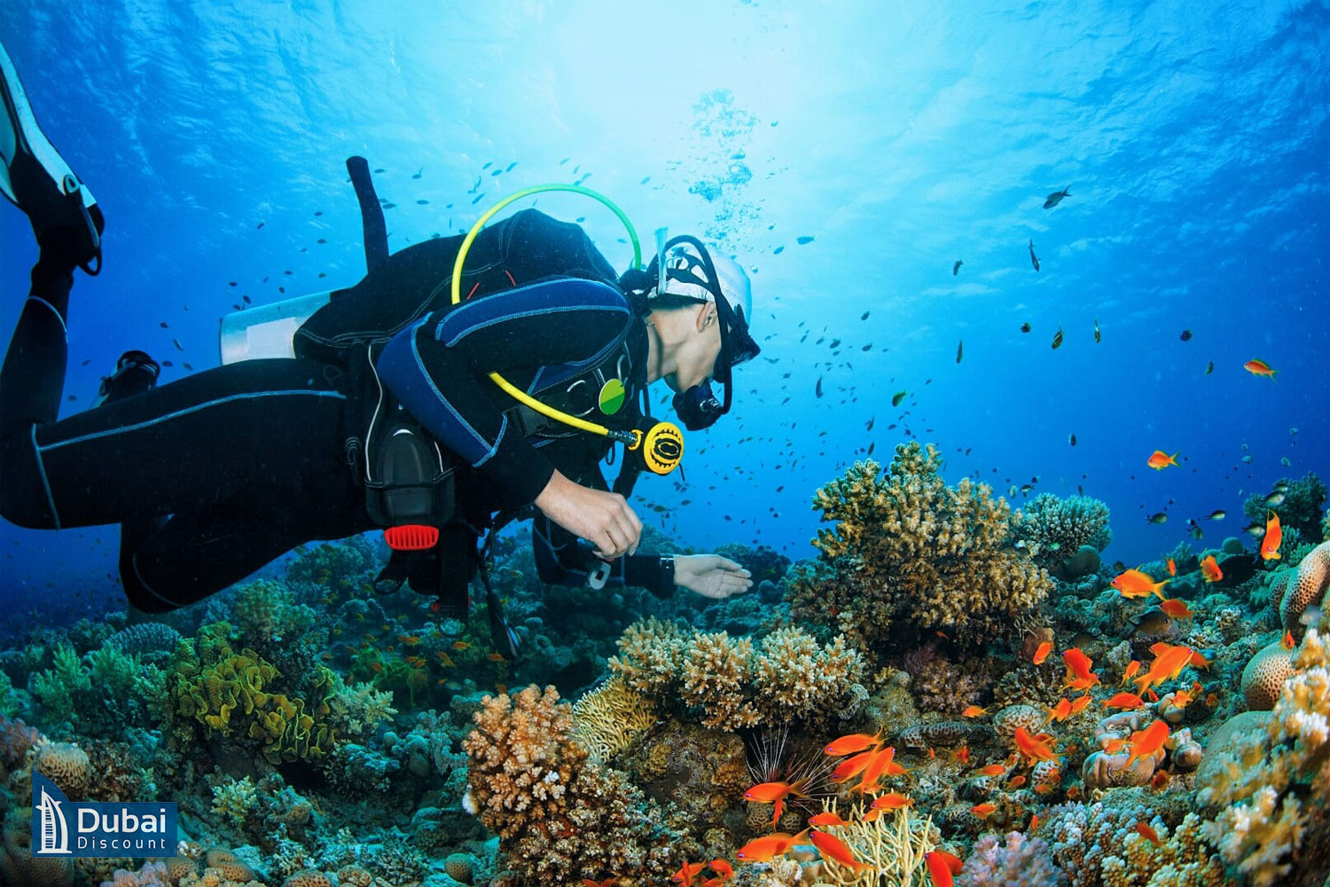آشنایی با غواصی دبی
