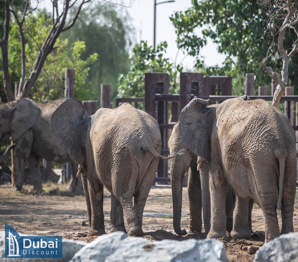 آشنایی با سافاری پارک دبی