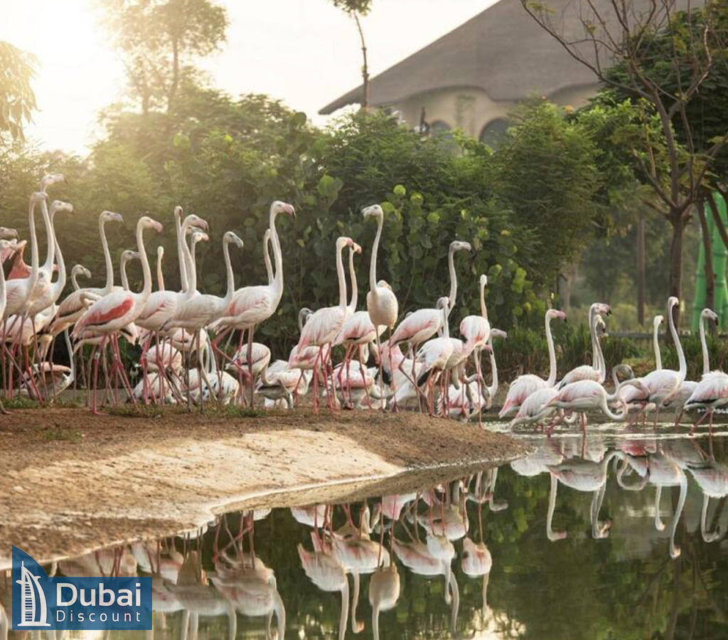 تور سافاری پارک دبی: خرید و بلیط باغ وحش دبی