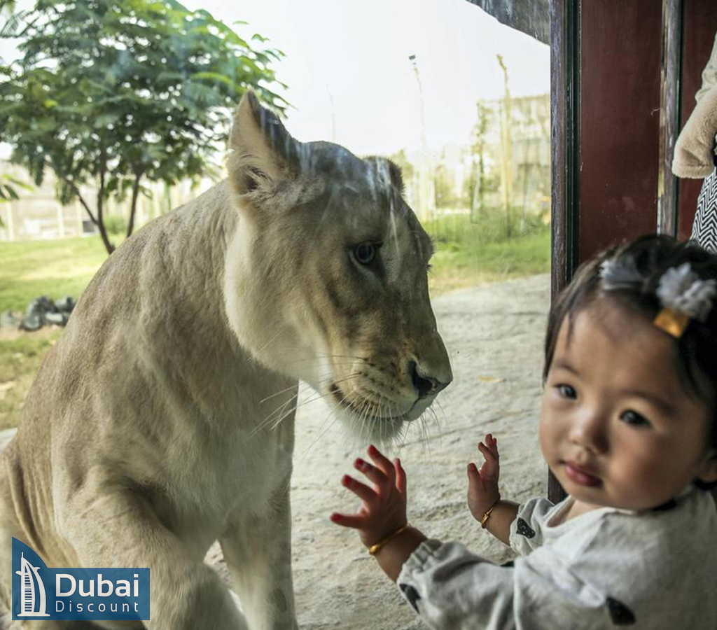 بازدید از سافاری پارک دبی