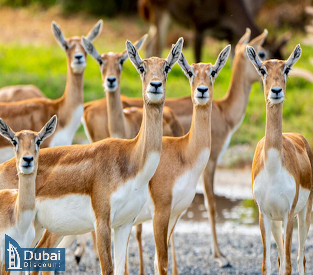 قیمت و خرید بلیط سافاری پارک دبی