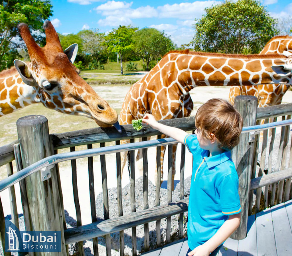 مزرعه کودکان سافاری پارک دبی