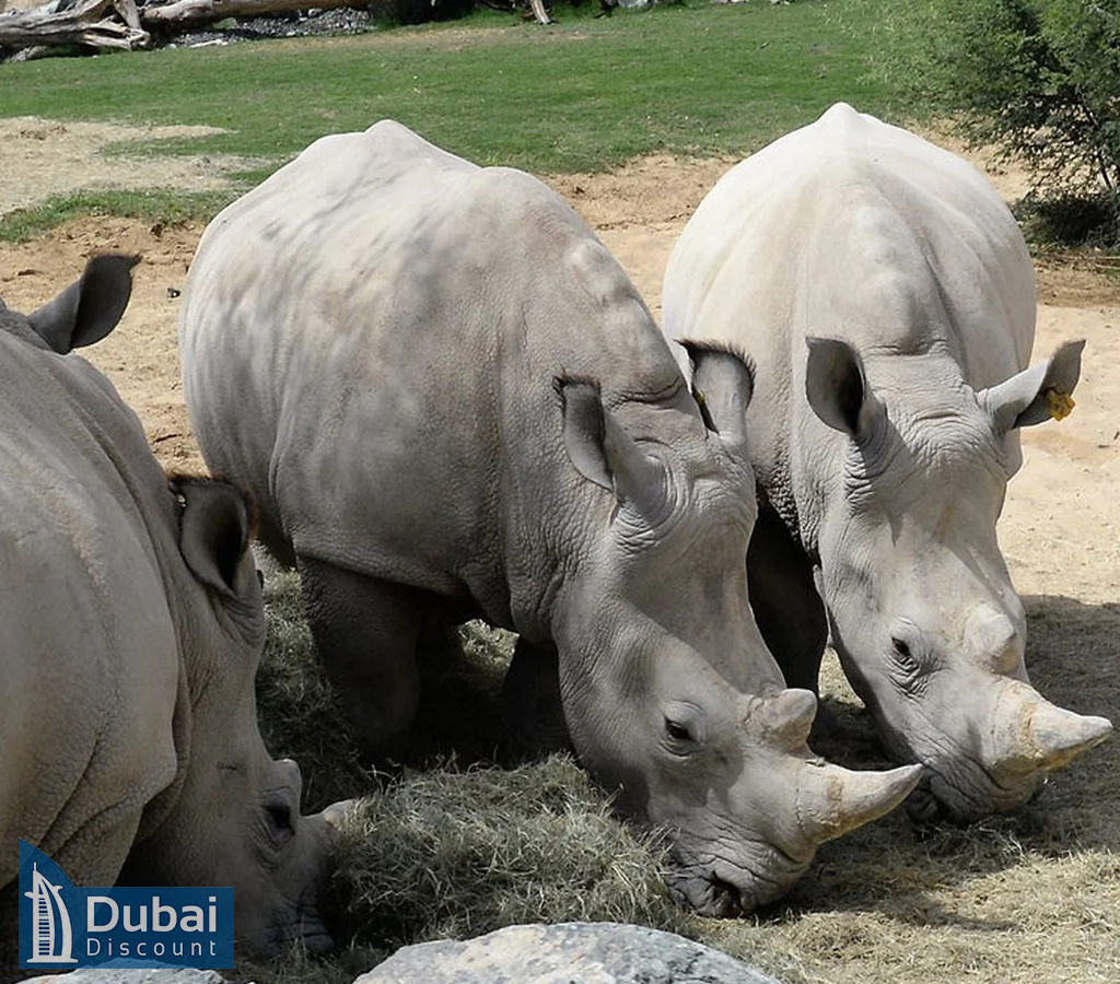 بلیط سافاری پارک دبی