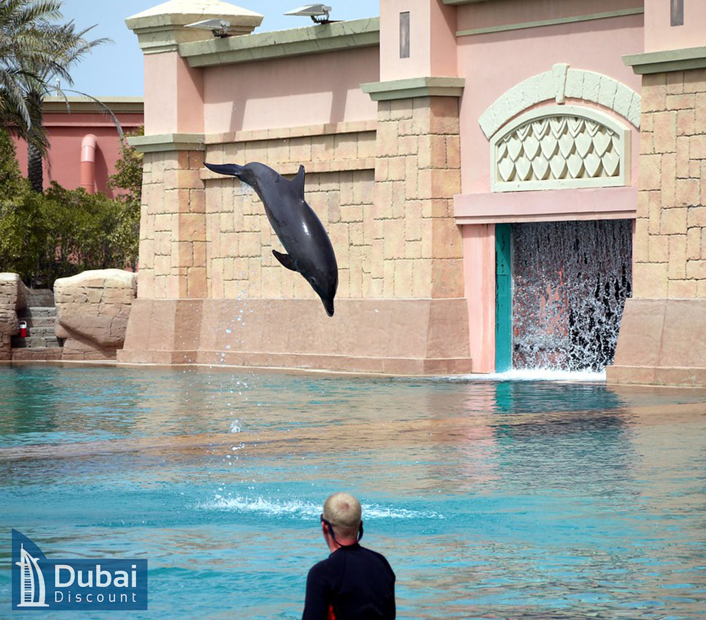 تماشای حرکات نمایشی دلفین ها