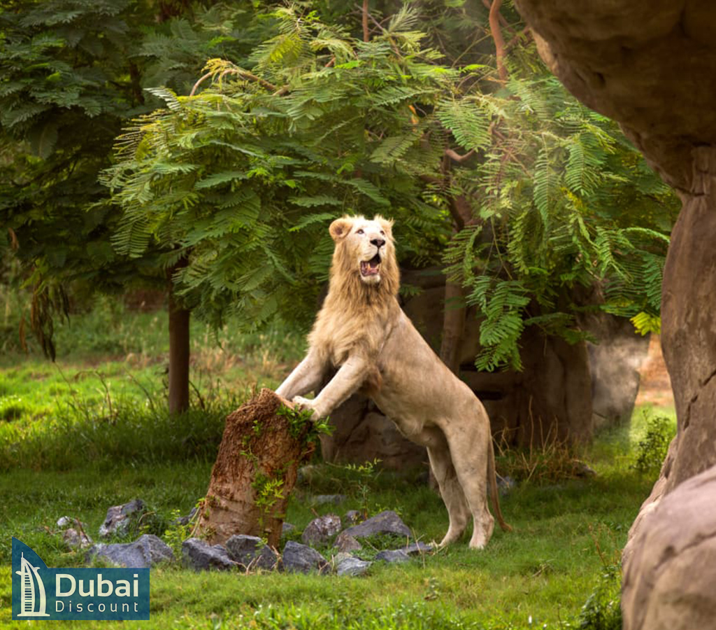 تصاویر سافاری پارک دبی