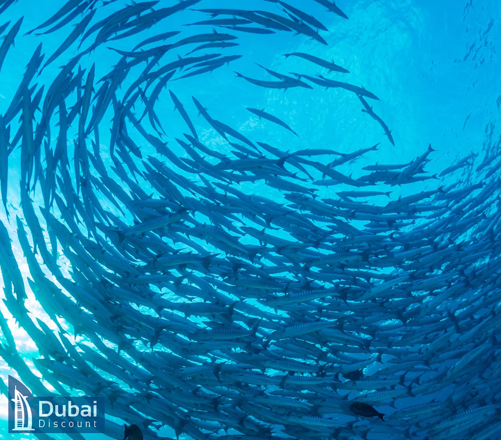 Endless Ocean اقیانوس بی پایان