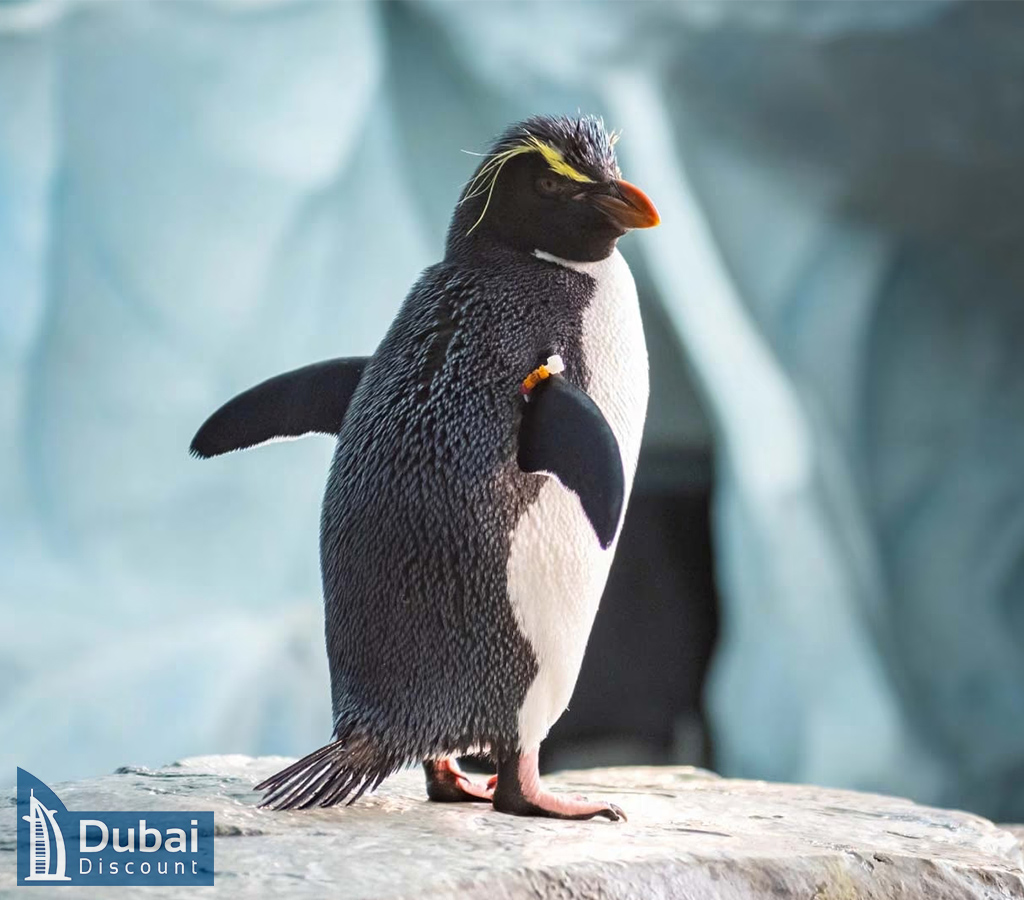 Antarctica سی ورلد-12