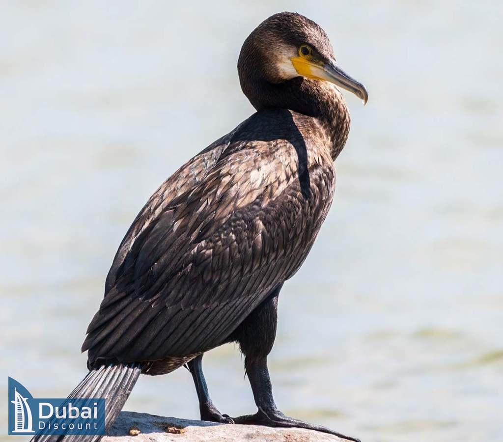 بازدید از سی ورلد-5