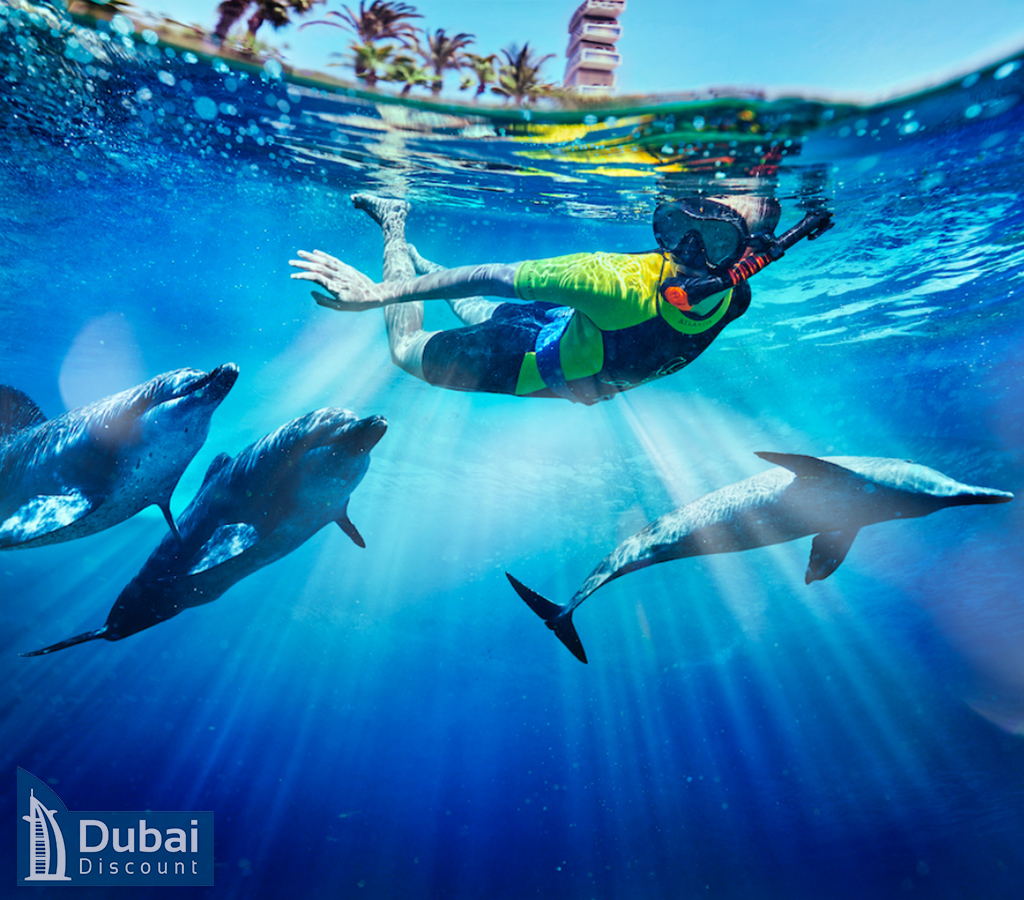 شنا با دلفین ها در خلیج دلفین