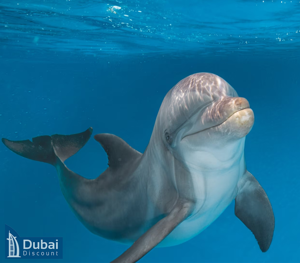 Tropical Ocean سی ورلد-10