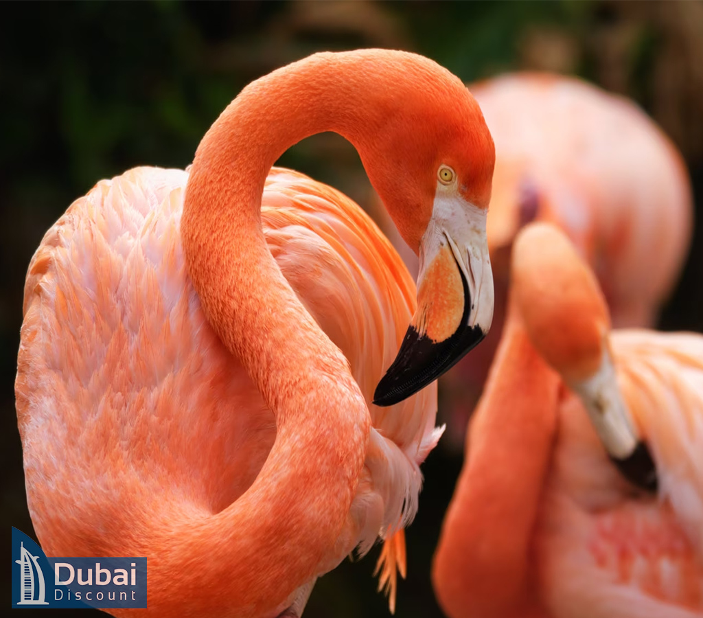 Arctic مجموعه سی ورلد-11