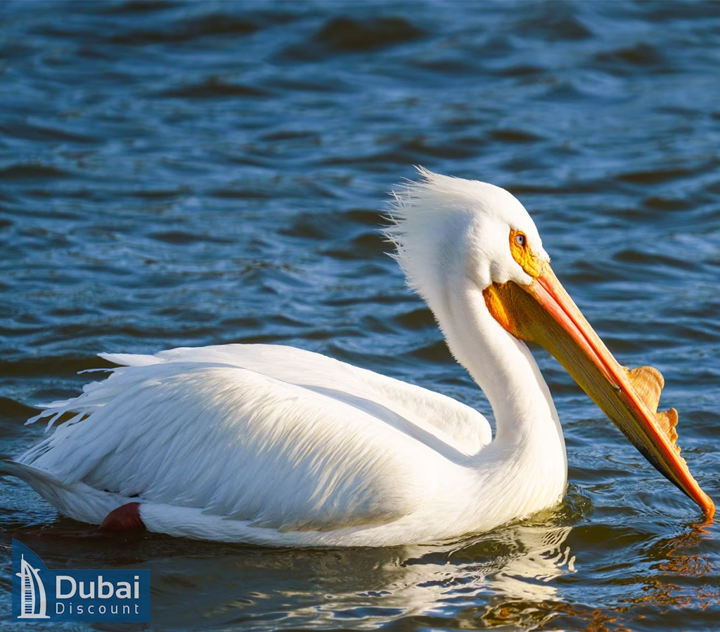 راکی پوینت سی ورلد دبی