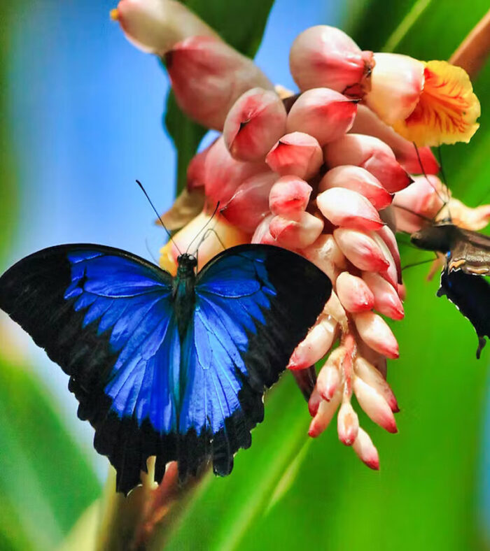 عکس باغ پروانه ها دبی