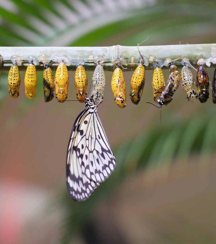 قوانین باغ پروانه ها دبی