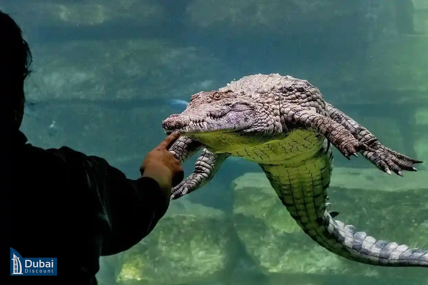 آکواریوم در پارک کروکودیل دبی