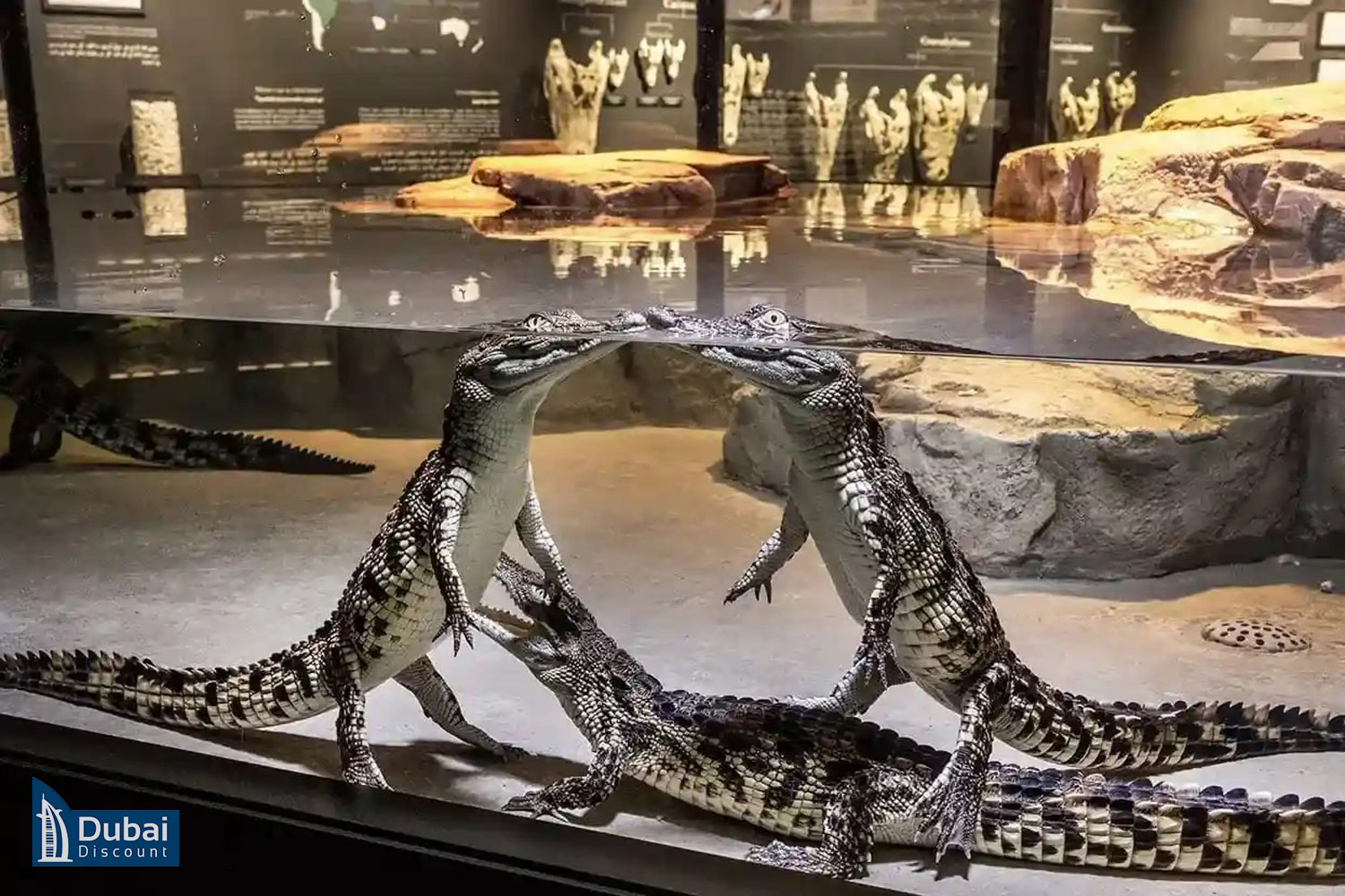 خرید بلیط و قیمت پارک کروکودیل دبی