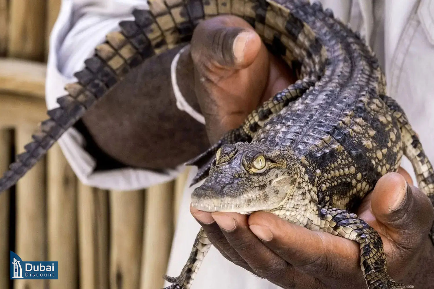 ملاقات با کروکودیل در پارک کروکودیل دبی