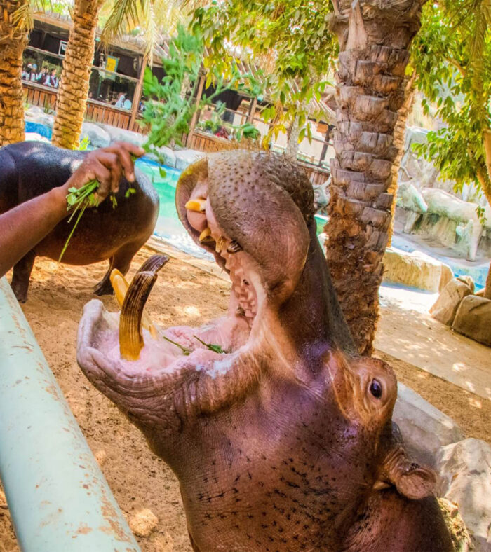 تفریحات باغ وحش امارات