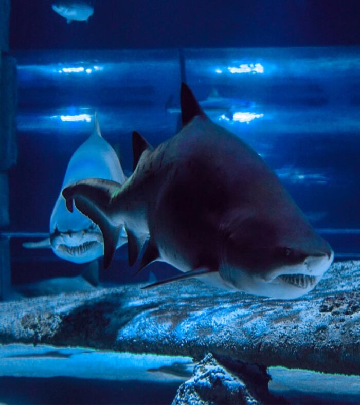 خرید بلیط آکواریوم آنتالیا